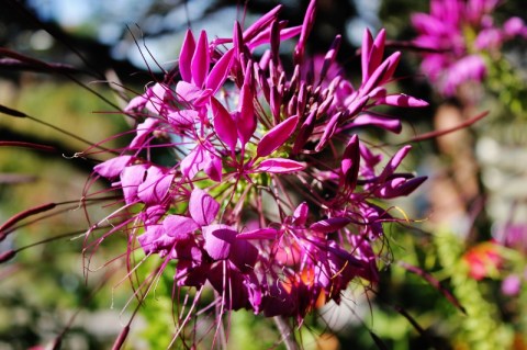 Denver Botanic Gardens October 2014